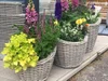 fiji-planters-3bi_1_sm.jpg
