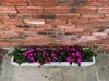 fiji_trough_planter-3_bi.jpg