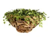 ikal_planter_80bi.jpg